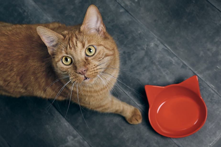 Can Cats Eat Gravy? Lick It Or Kick It?