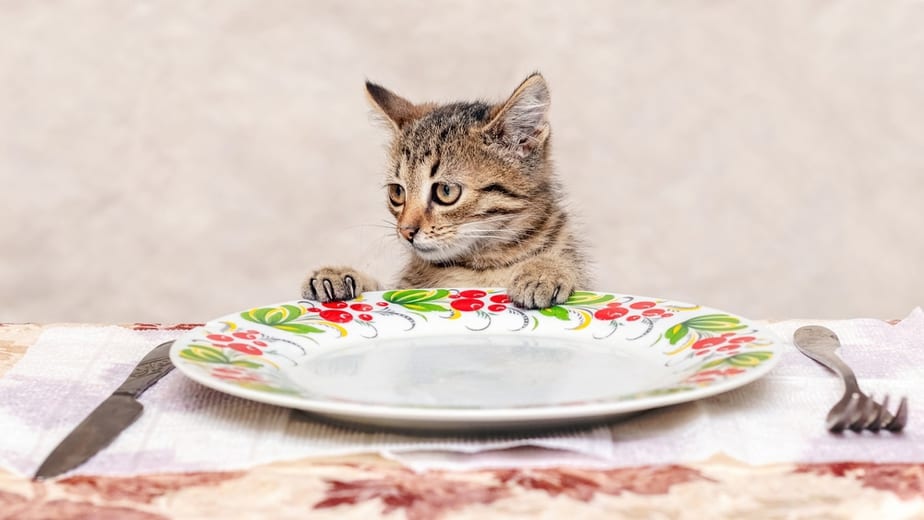 Kediler Köfte Yiyebilir mi? Tehlikeli mi Değil mi?
