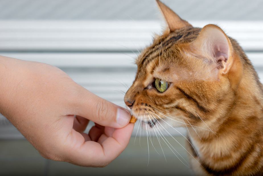 Kediler Japon Balığı Krakerlerini Yiyebilir mi? Yemeleri Güvenli mi?