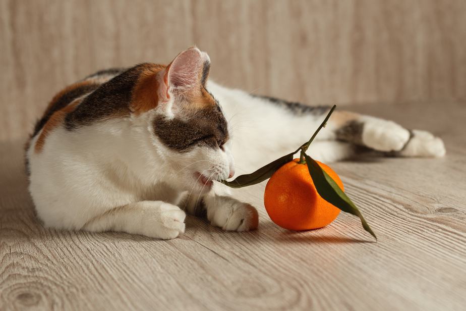 Kediler Mandalina Portakalı Yiyebilir mi? Yemeden Önce Okuyun!