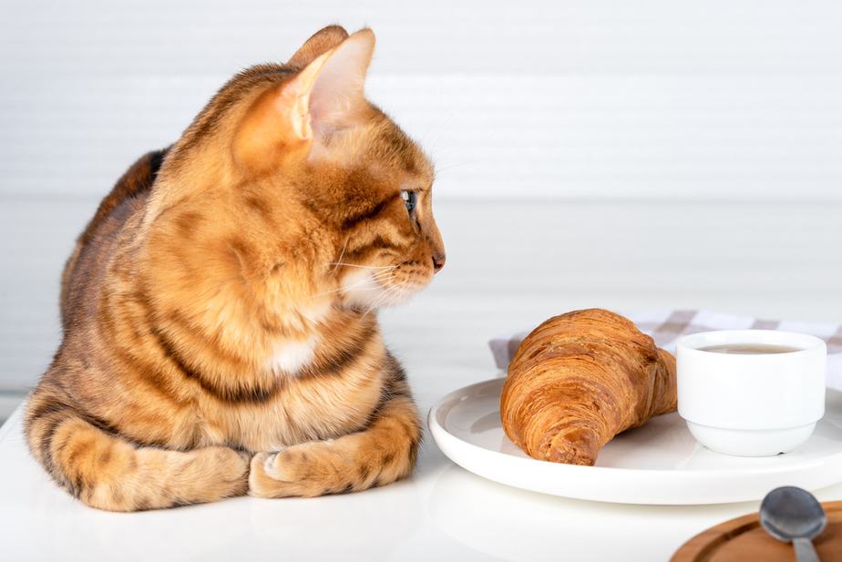 Kediler Kruvasan Yiyebilir mi? Kedinizin İstediği Bu mu?