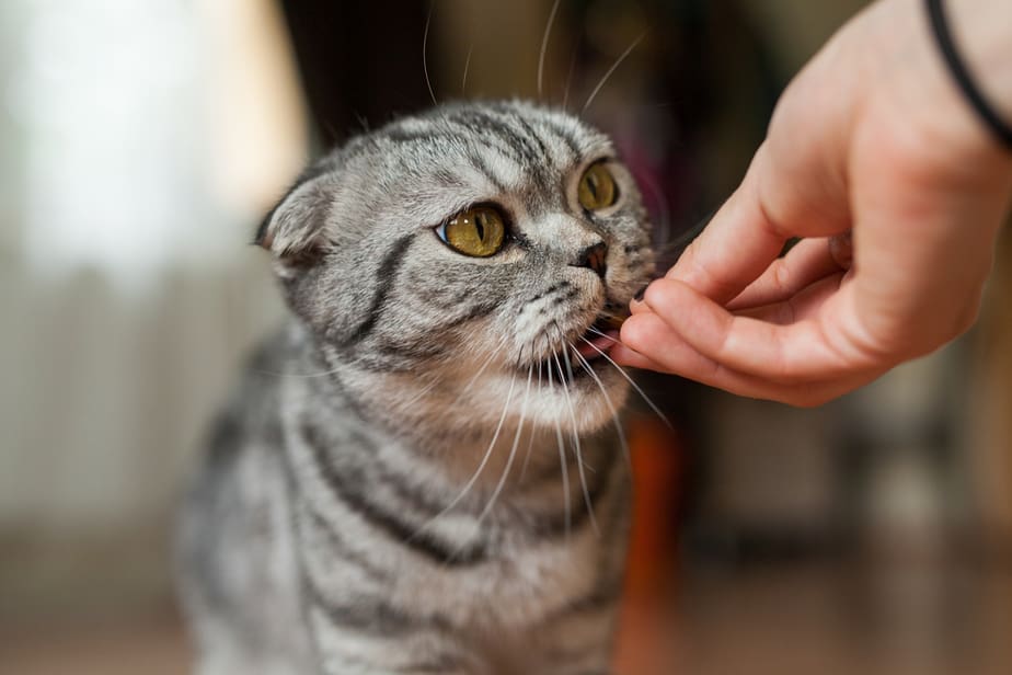 Can Cats Eat Chicken Gizzards? Is It Good For My Kitto?