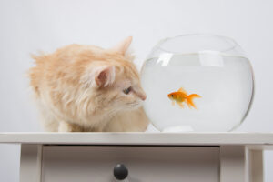 Can Cats Eat Raw Squid? Is There A Need To Feed?
