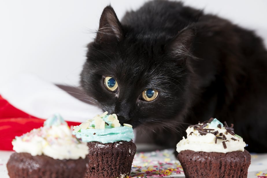 Can Cats Eat Frosting? Treat Or Threat?