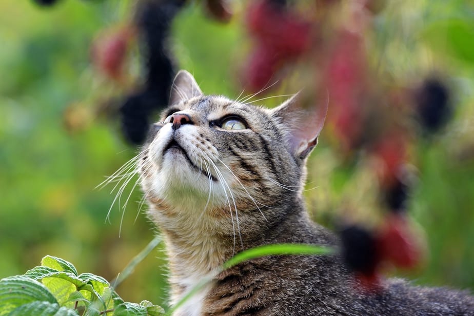 Can Cats Eat Blackberries? The Benefits This Fruit Carries!