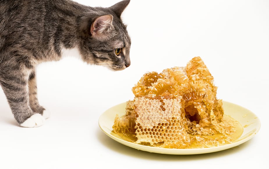 Kediler Cheerios Yiyebilir mi? Herhangi Bir Risk Var mı?