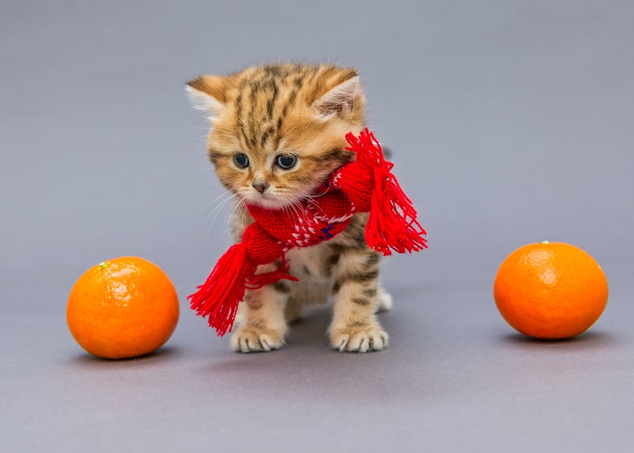 Can Cats Eat Mandarin Oranges? Read Before She Forages!