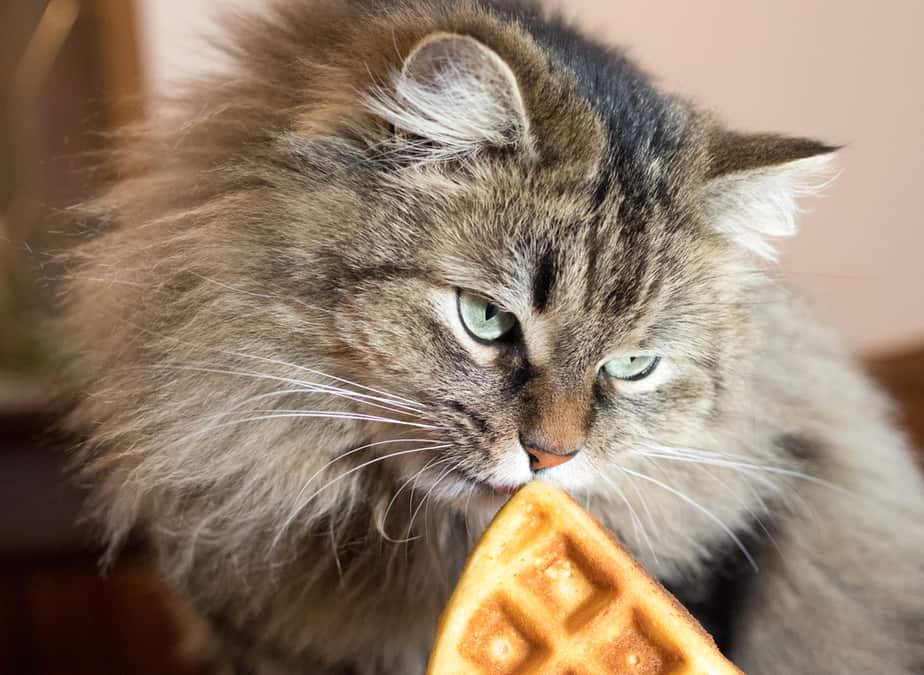 Can Cats Eat Waffles? A Threat To Your Cat's Health?