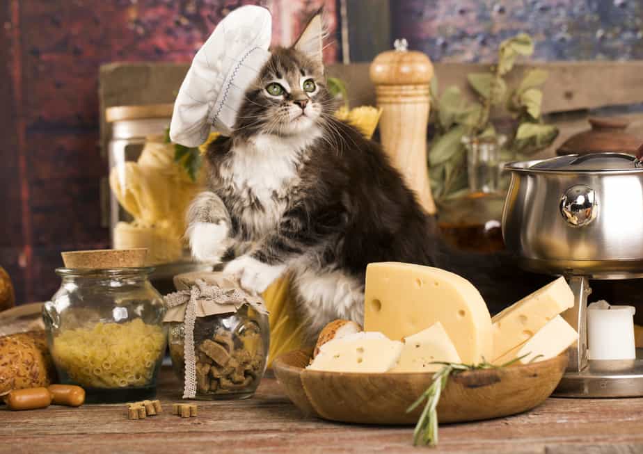Kediler Lazanya Yiyebilir mi? Risk nedir?