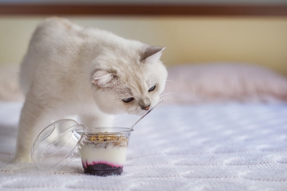 Kediler Granola Yiyebilir mi? İyi Bir Kahvaltı Seçimi mi?
