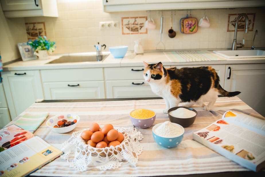 Kediler Muffin Yiyebilir mi? Bu Lezzetler Riskli mi?
