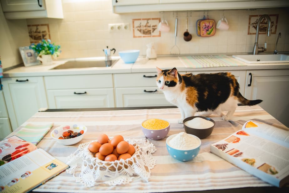 Can Cats Eat Muffins? Are These Delicacies Risky?