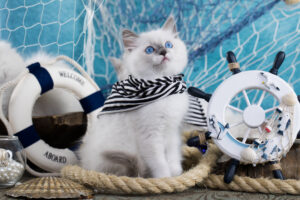 Can cats eat raw squid?