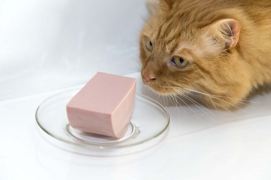 Can Cats Eat Liverwurst? Is This Meat Safe For Them?