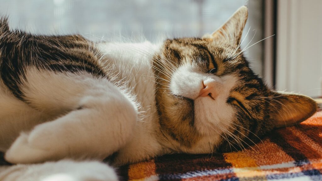 Can Cats Eat Cheerios? Are There Any Risks?