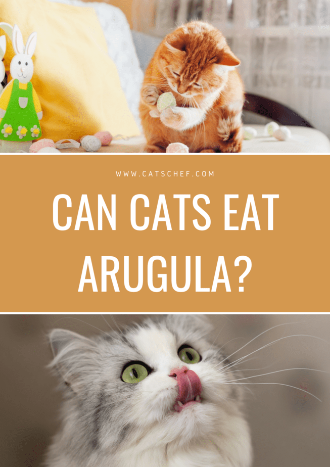 Can Cats Eat Arugula?