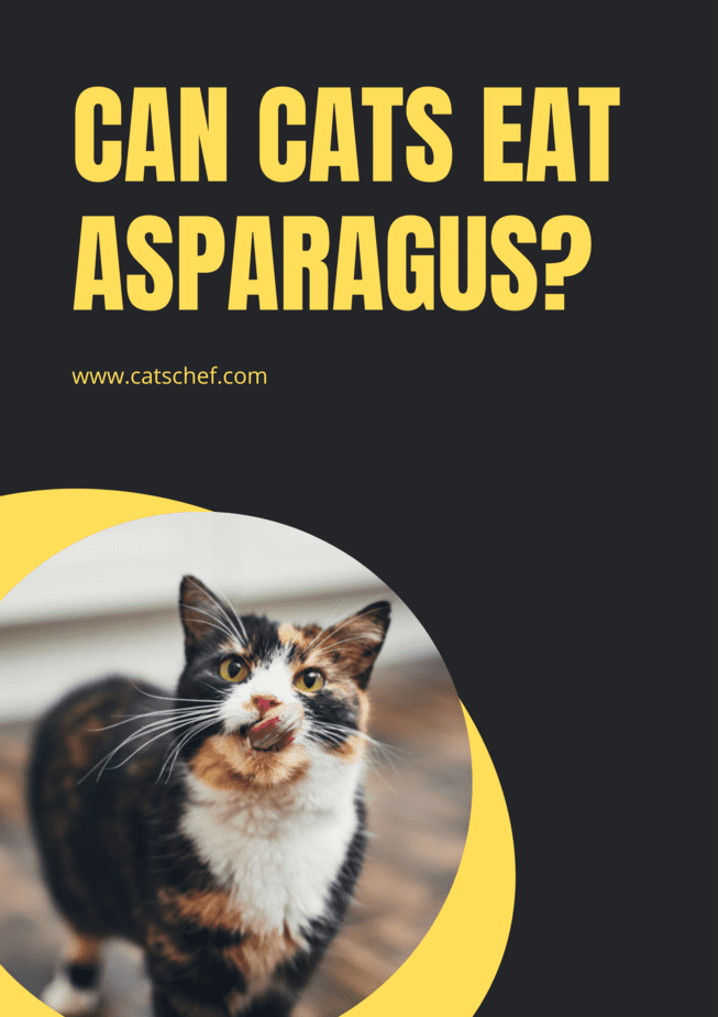 Kediler Kuşkonmaz Yiyebilir mi?