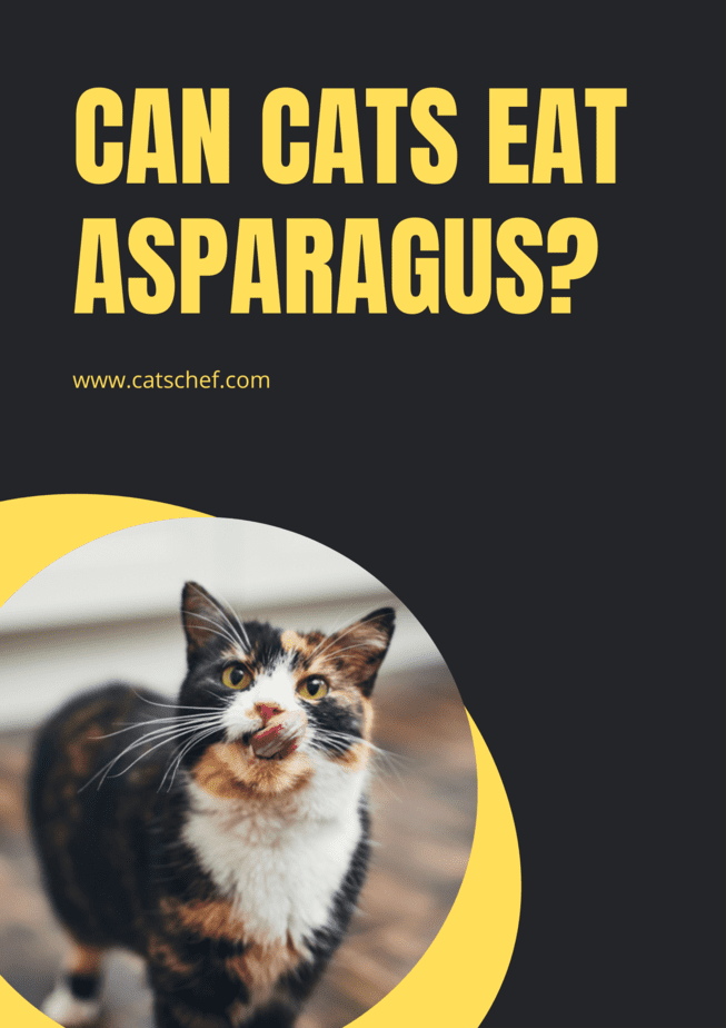 Can Cats Eat Asparagus?