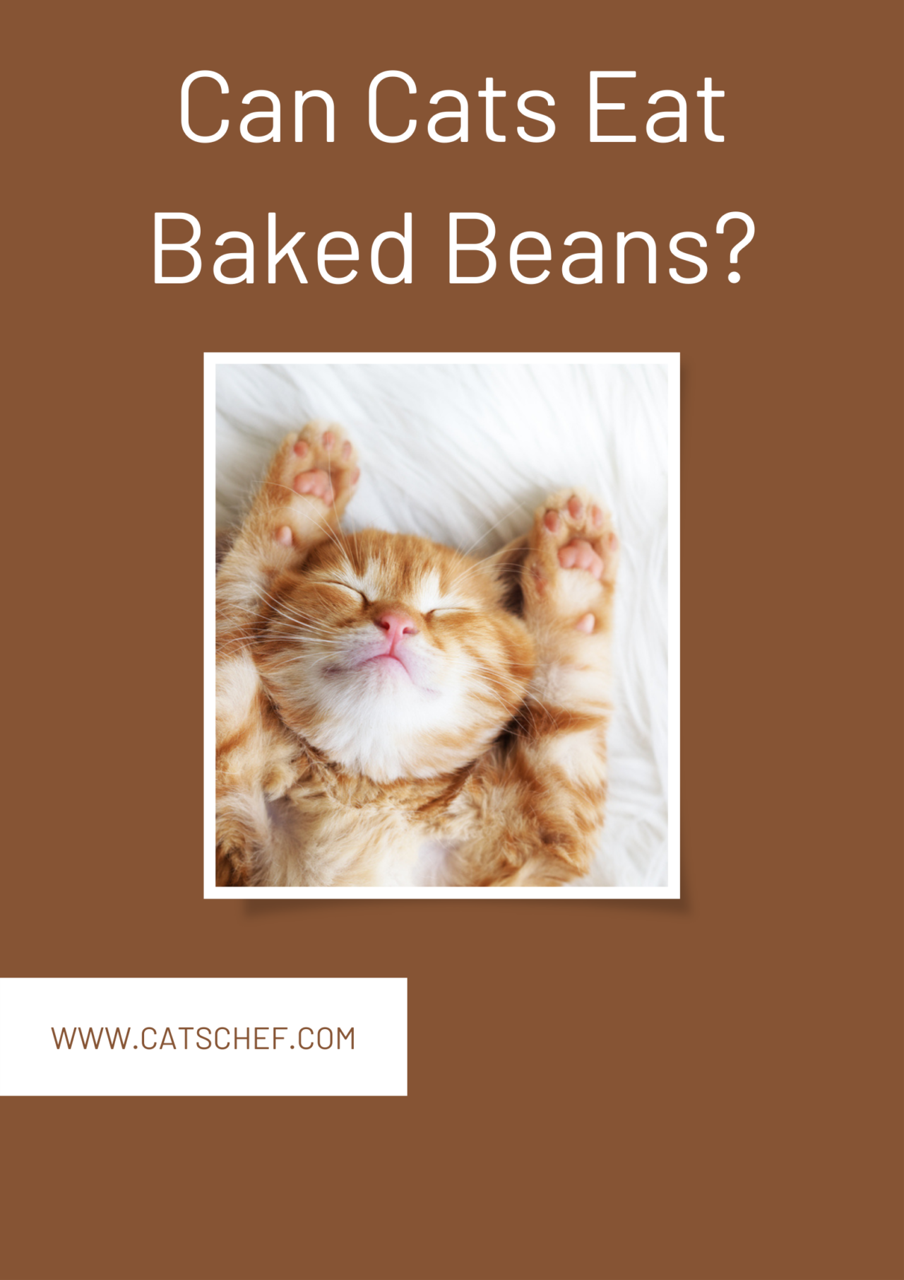 Can Cats Eat Baked Beans? Are They Meant To Be(an) Together?