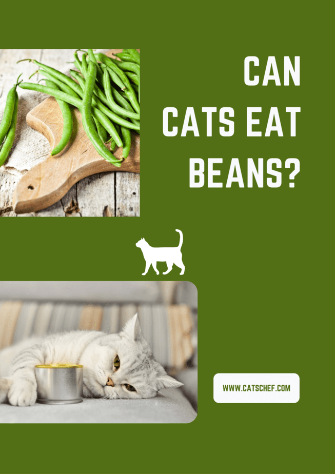 Kediler Fasulye Yiyebilir mi?