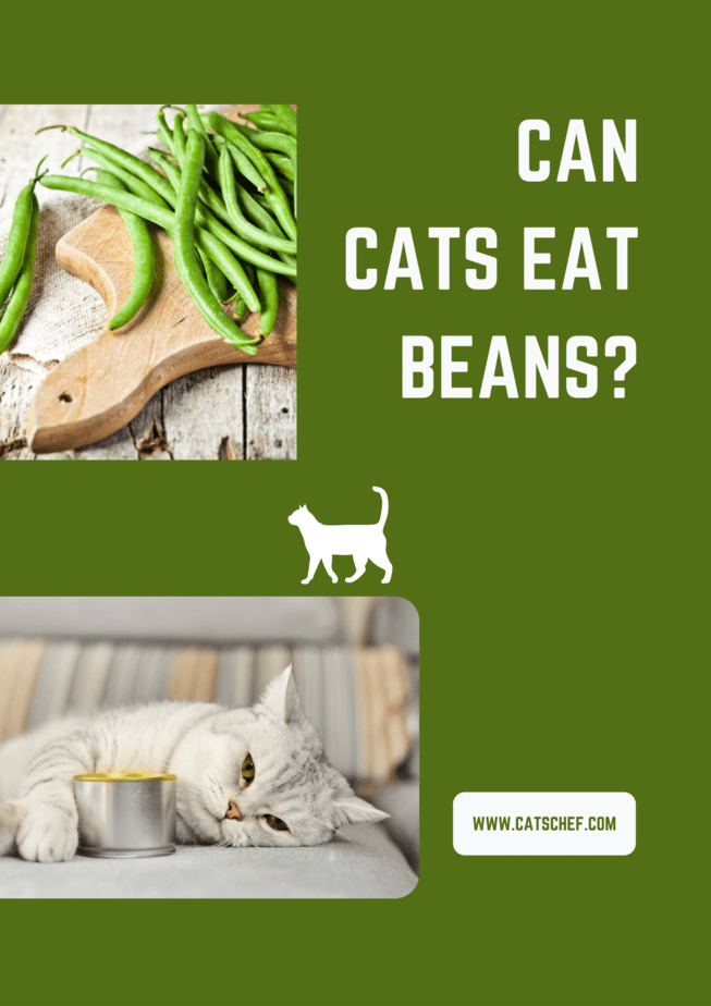 Can Cats Eat Beans?