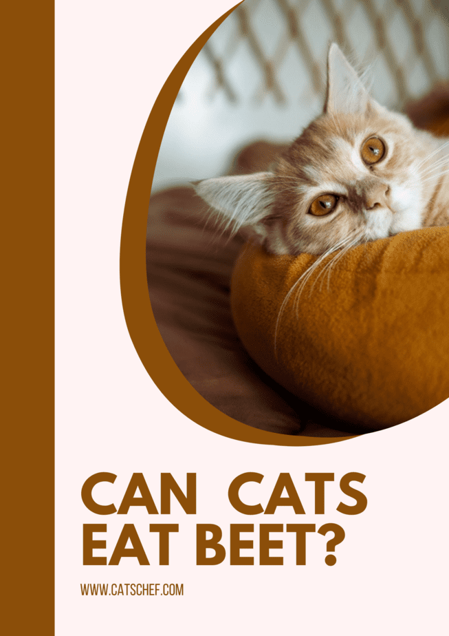 Kediler Pancar Yiyebilir mi?