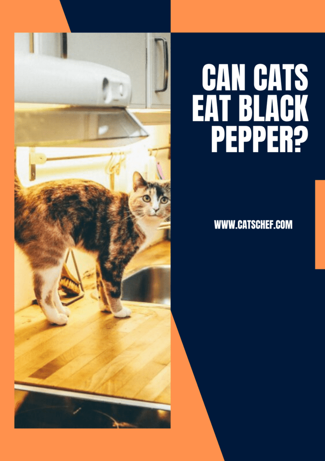 Can Cats Eat Black Pepper?