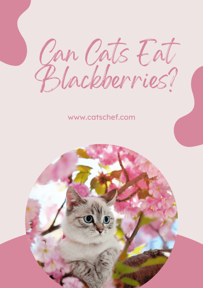 Can Cats Eat Blackberries?