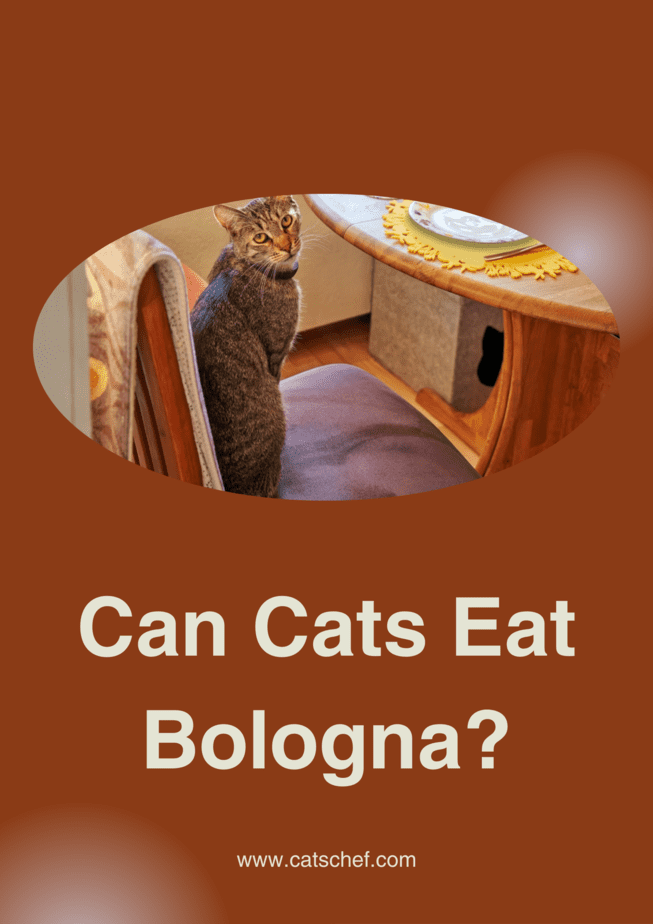 Can Cats Eat Bologna?