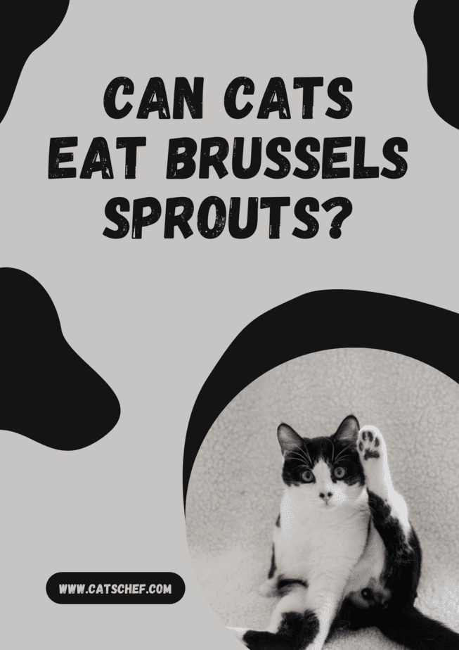 Kediler Brüksel Lahanası Yiyebilir mi?