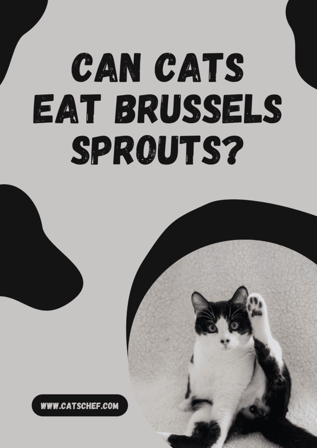 Can Cats Eat Brussels Sprouts?