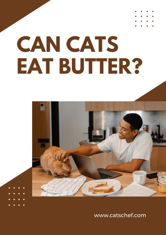 Kediler Tereyağı Yiyebilir mi?