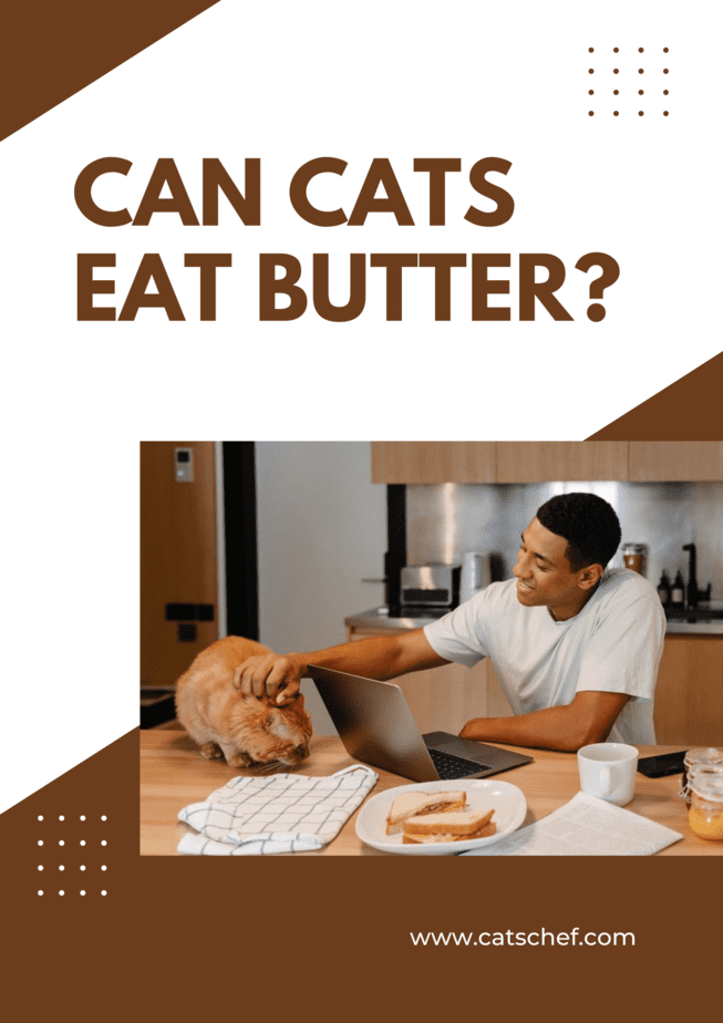 Can Cats Eat Butter?