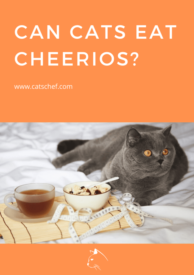 Kediler Cheerios Yiyebilir mi?