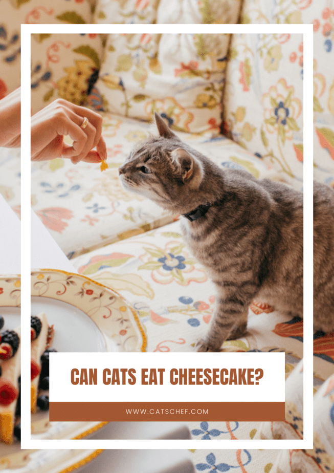 Can Cats Eat Cheesecake?