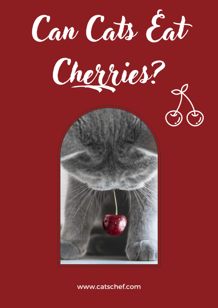 Can Cats Eat Cherries Safe Or Hazardous