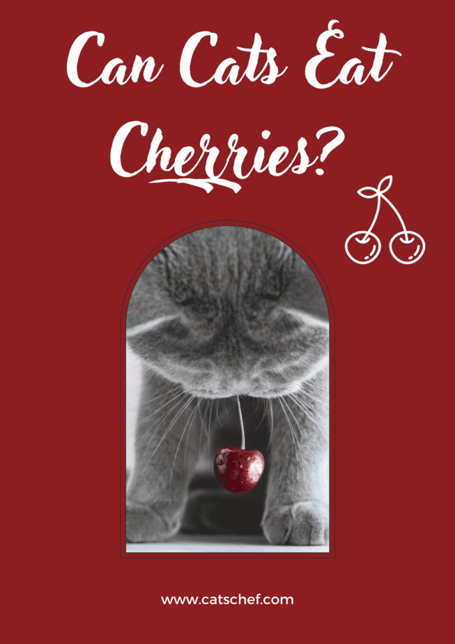 Can Cats Eat Cherries?