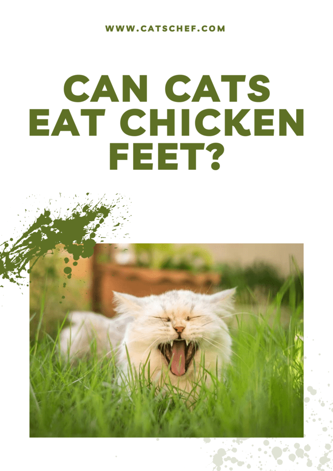 Can Cats Eat Chicken Feet?
