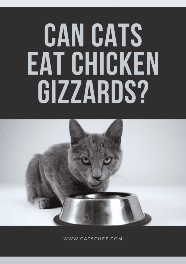Kediler Tavuk Gizzards Yiyebilir mi?