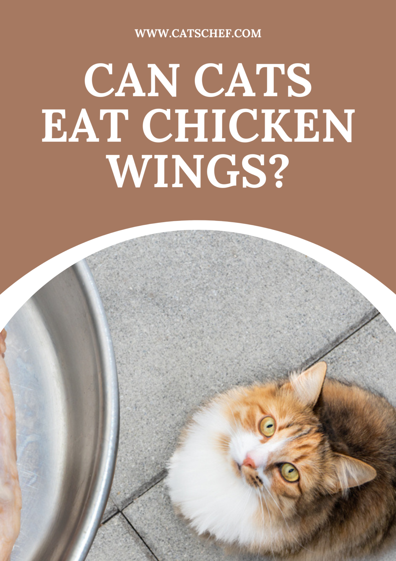 Can Cats Eat Chicken Wings? The Joy This Treat Brings!