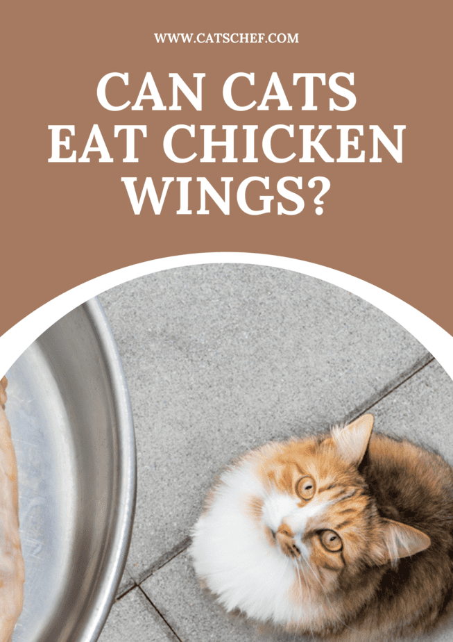 Can Cats Eat Chicken Wings?