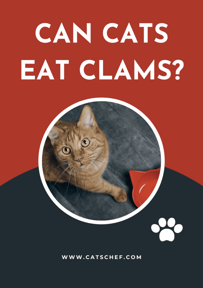Can Cats Eat Clams?