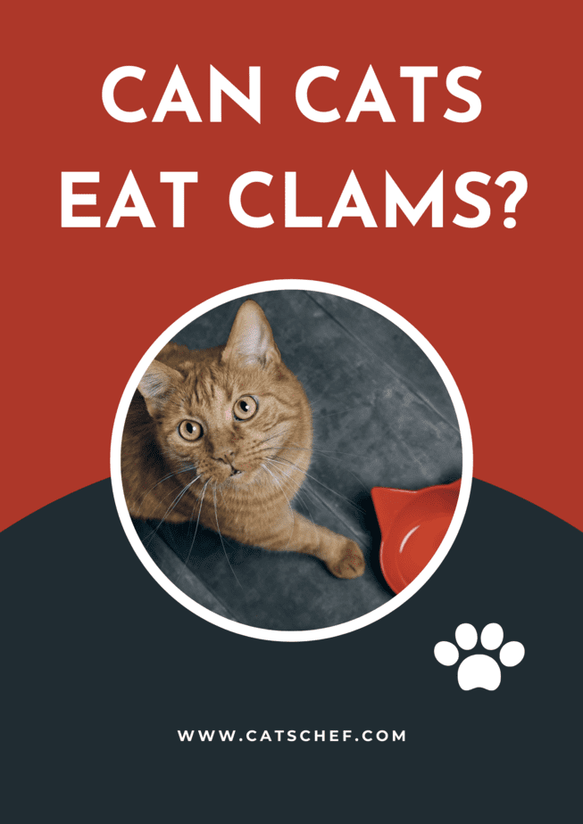 clam juice for cats