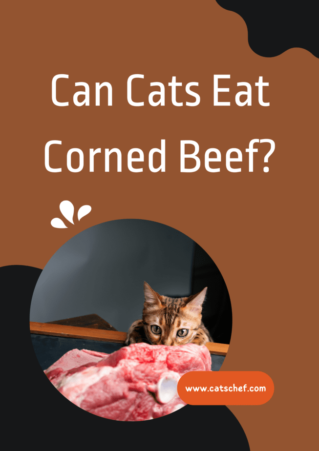 Can Cats Eat Corned Beef?