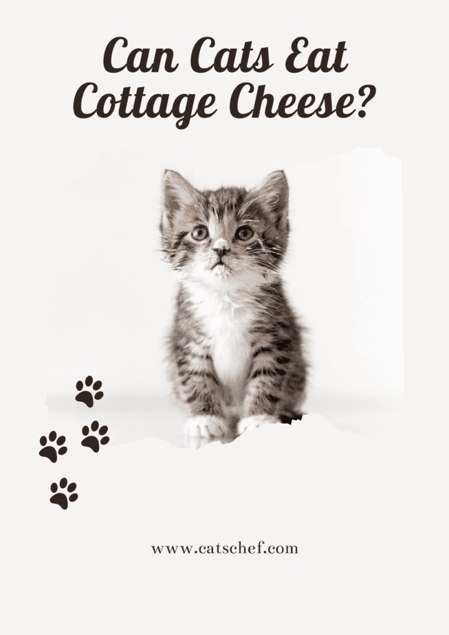 Can Cats Eat Cottage Cheese?