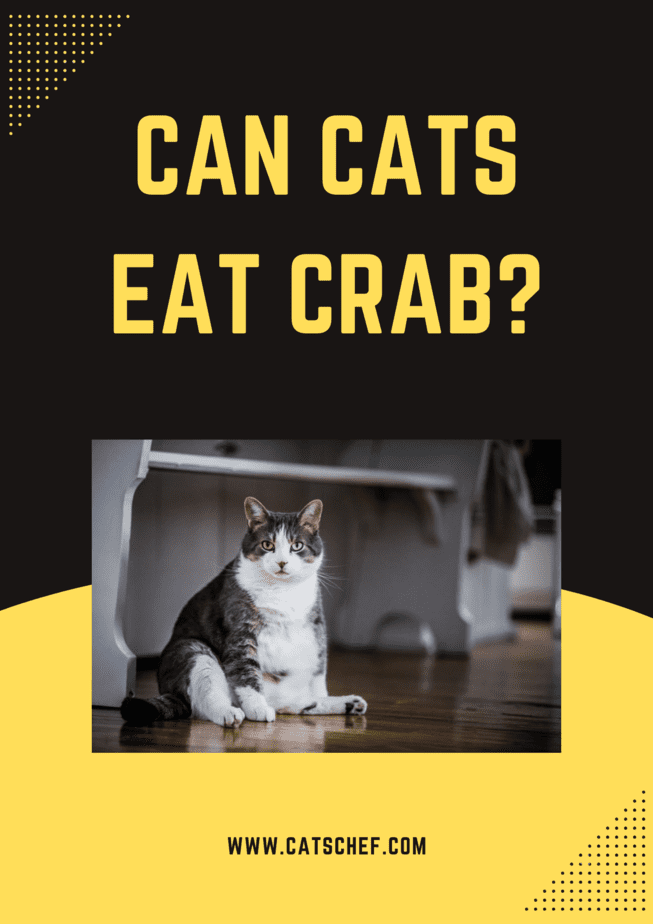 Can Cats Eat Crab?