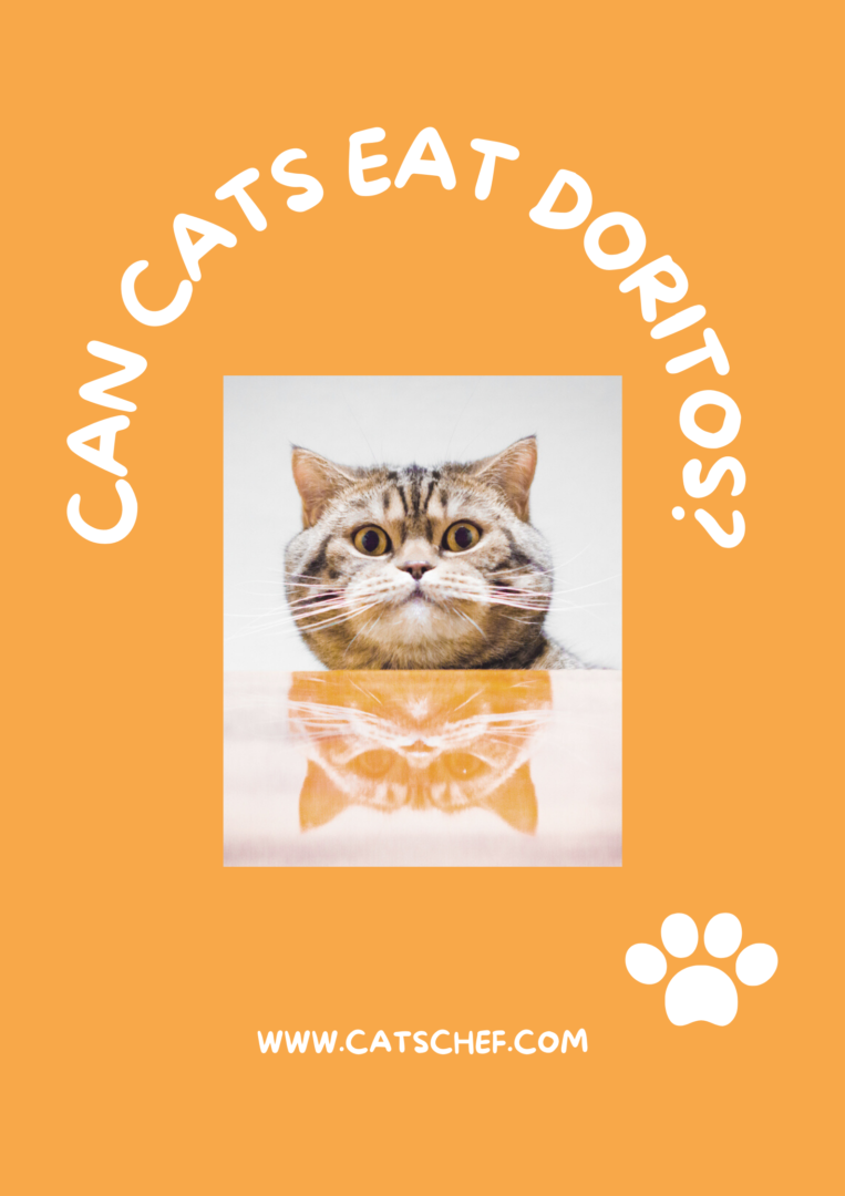 Can Cats Eat Doritos? Care To Share This Crunchy Snack?