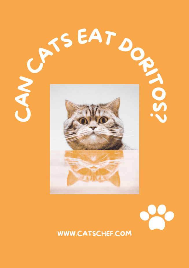 Can Cats Eat Doritos?