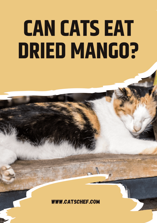 Can Cats Eat Dried Mango?