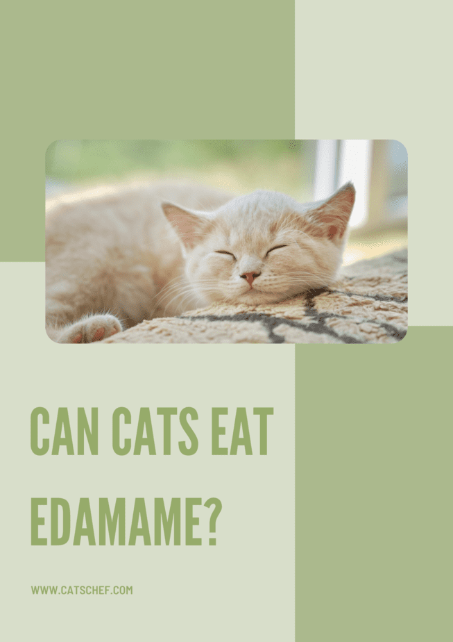 Kediler Edamame Yiyebilir mi?